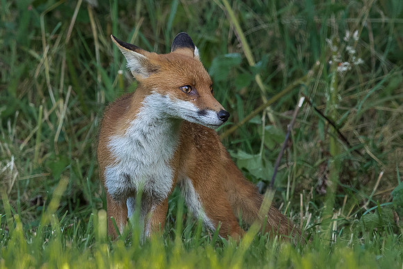The red fox, Vulpes vulpes