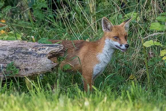 The red fox, Vulpes vulpes