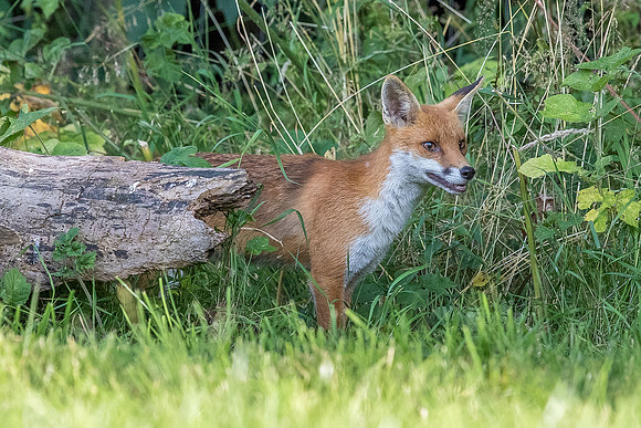 The red fox, Vulpes vulpes
