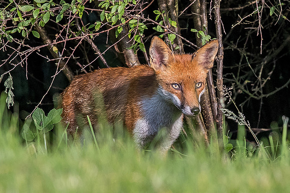 The red fox, Vulpes vulpes