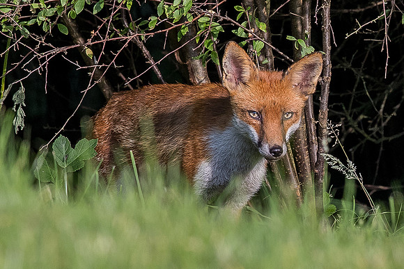 The red fox, Vulpes vulpes