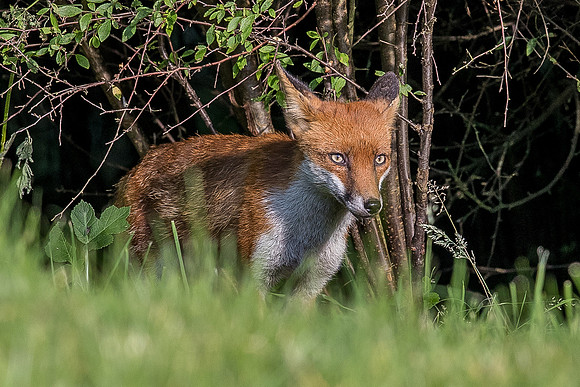 The red fox, Vulpes vulpes
