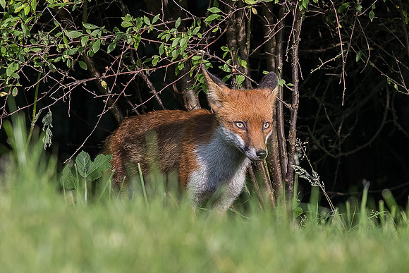 The red fox, Vulpes vulpes