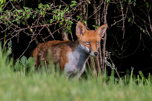 The red fox, Vulpes vulpes