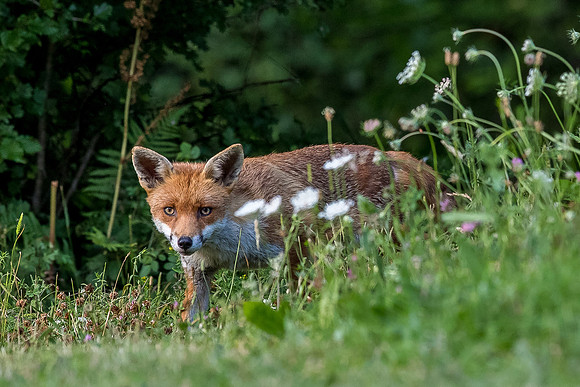 The red fox, Vulpes vulpes