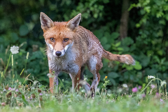The red fox, Vulpes vulpes