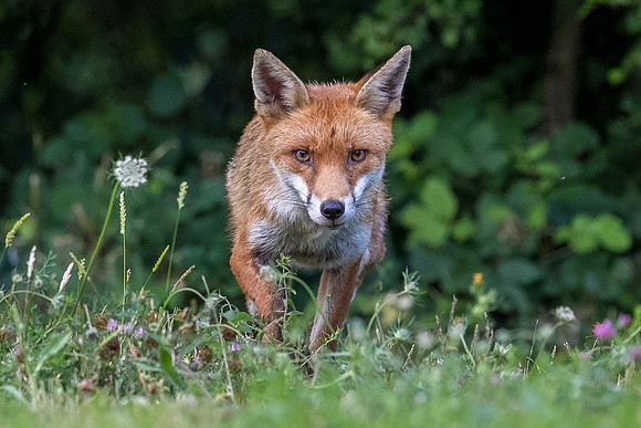 The red fox, Vulpes vulpes