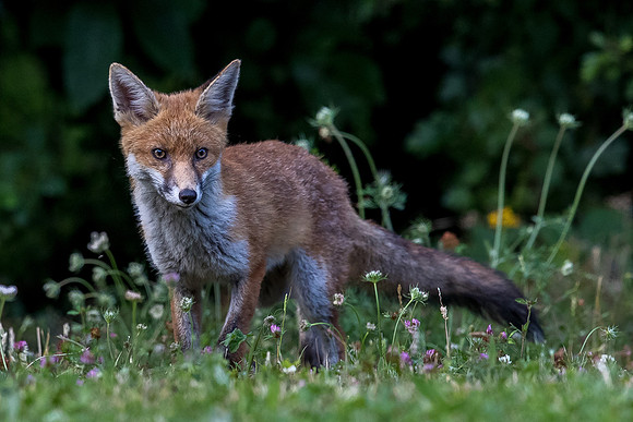 The red fox, Vulpes vulpes