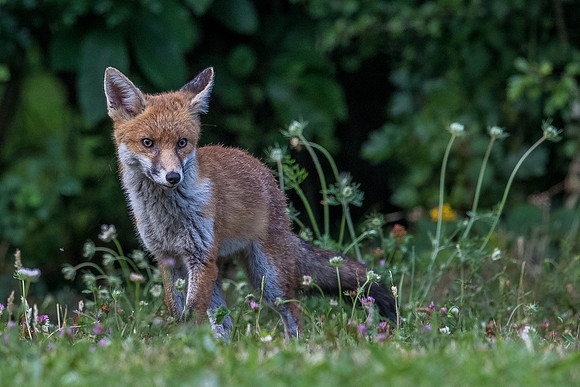 The red fox, Vulpes vulpes