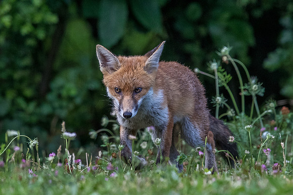 The red fox, Vulpes vulpes