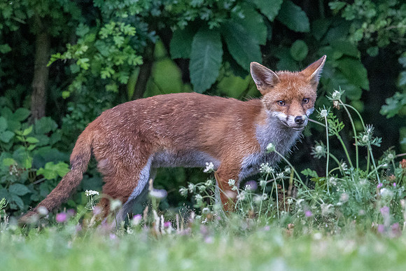 The red fox, Vulpes vulpes