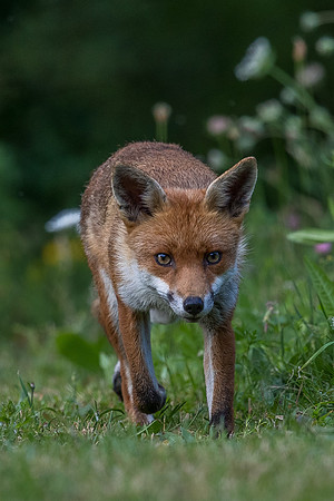 The red fox, Vulpes vulpes