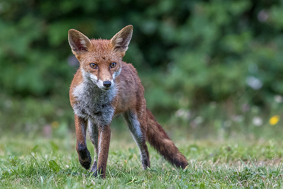 The red fox, Vulpes vulpes