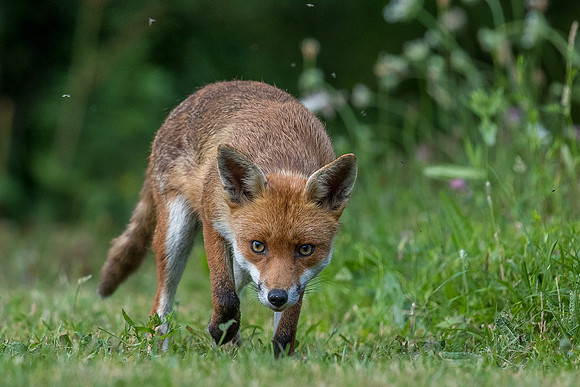 The red fox, Vulpes vulpes