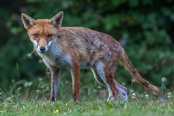 The red fox, Vulpes vulpes