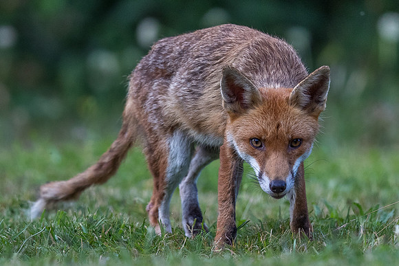 The red fox, Vulpes vulpes