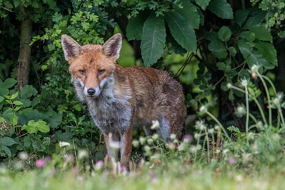 The red fox, Vulpes vulpes
