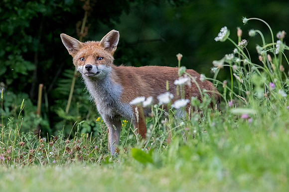 The red fox, Vulpes vulpes
