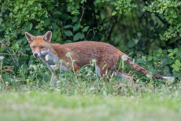 The red fox, Vulpes vulpes