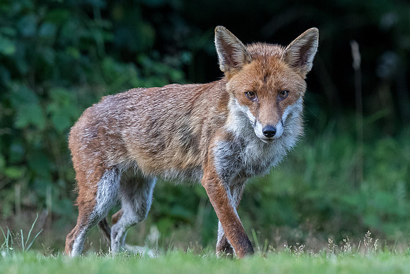 The red fox, Vulpes vulpes