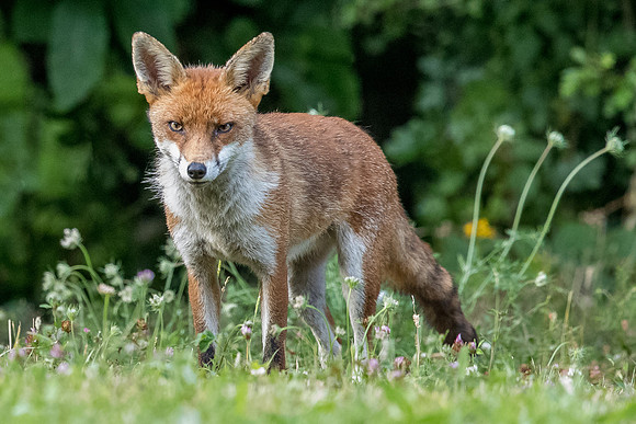 The red fox, Vulpes vulpes