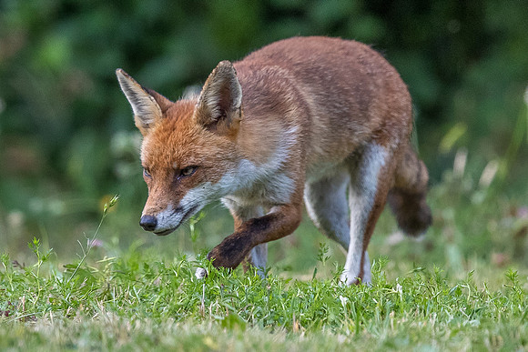 The red fox, Vulpes vulpes