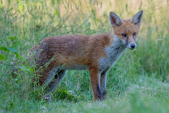 The red fox, Vulpes vulpes
