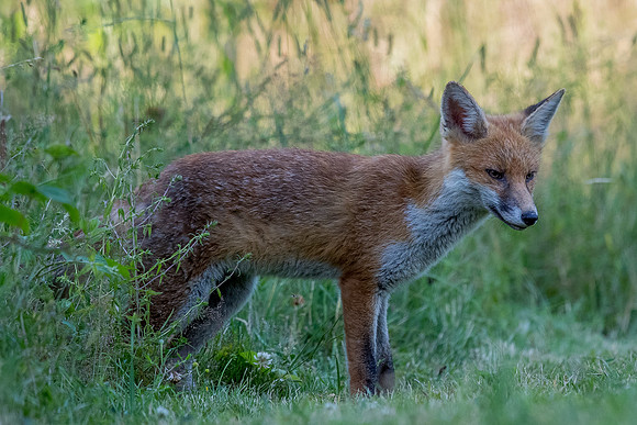 The red fox, Vulpes vulpes