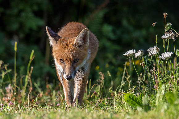 The red fox, Vulpes vulpes