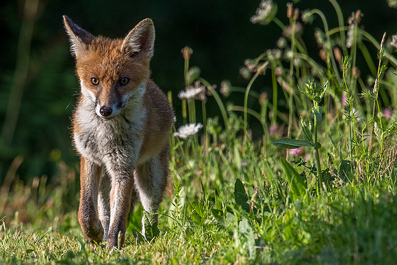 The red fox, Vulpes vulpes