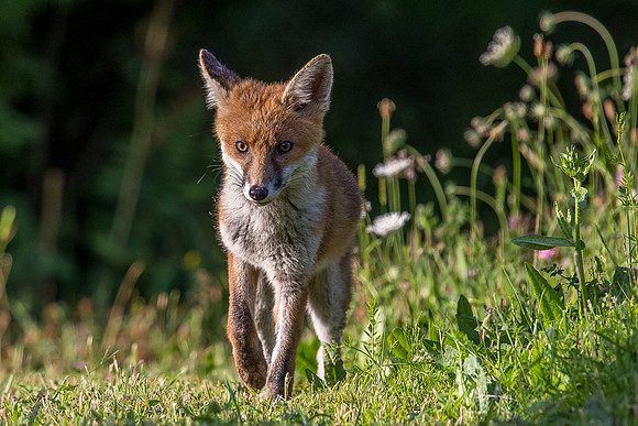 The red fox, Vulpes vulpes