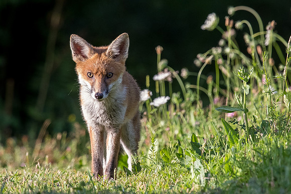 The red fox, Vulpes vulpes