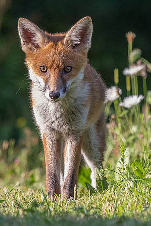 The red fox, Vulpes vulpes