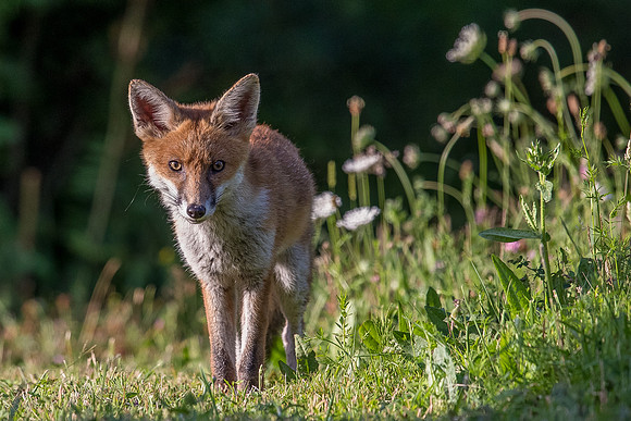 The red fox, Vulpes vulpes