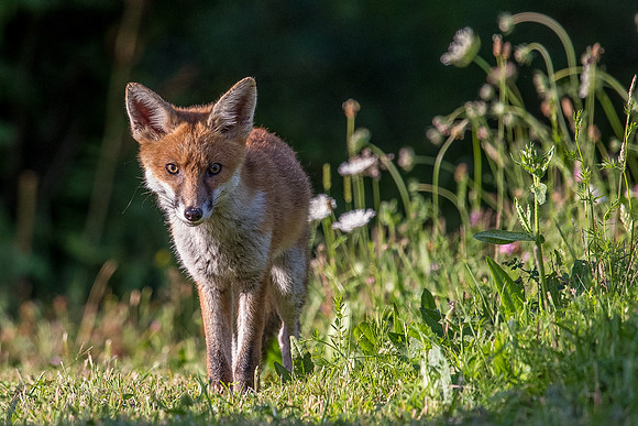 The red fox, Vulpes vulpes