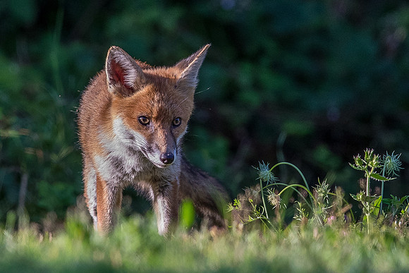 The red fox, Vulpes vulpes