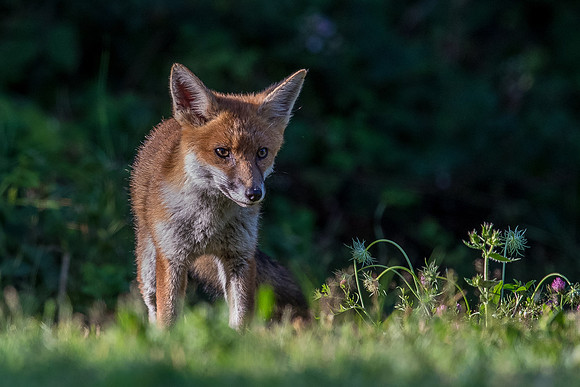 The red fox, Vulpes vulpes