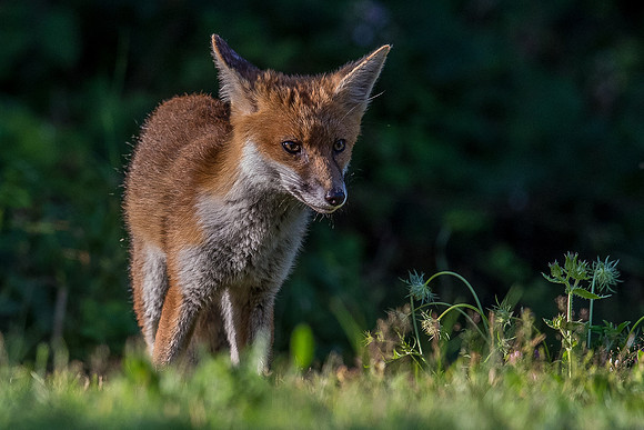 The red fox, Vulpes vulpes