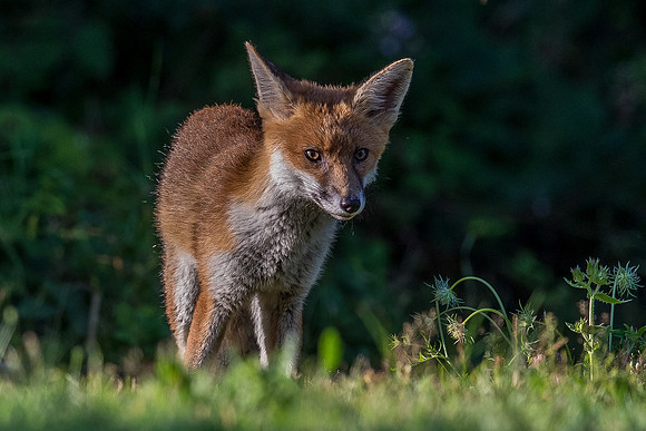 The red fox, Vulpes vulpes