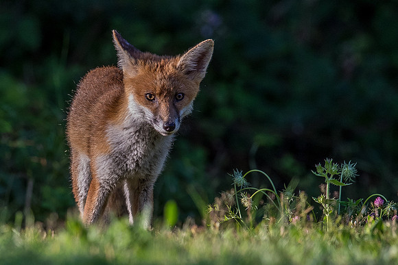The red fox, Vulpes vulpes