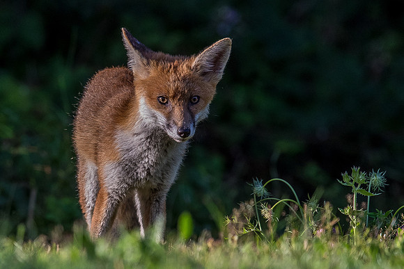 The red fox, Vulpes vulpes