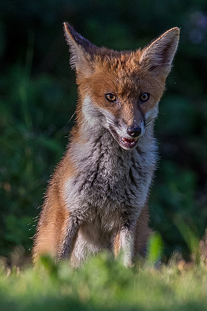 The red fox, Vulpes vulpes