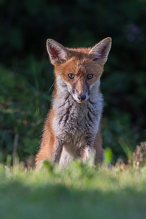 The red fox, Vulpes vulpes