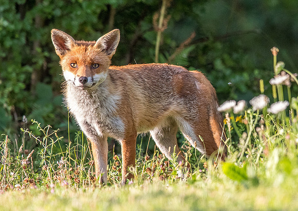 The red fox, Vulpes vulpes