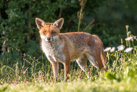 The red fox, Vulpes vulpes