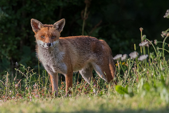 The red fox, Vulpes vulpes