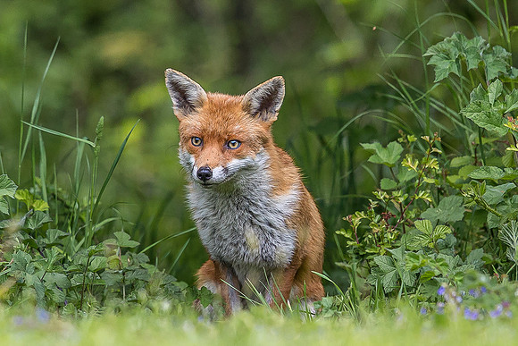 The red fox, Vulpes vulpes