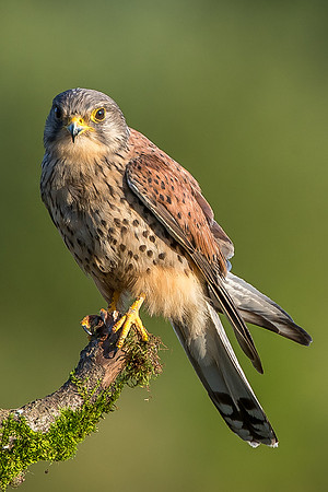 Male kestrel  Falco tinnunculus