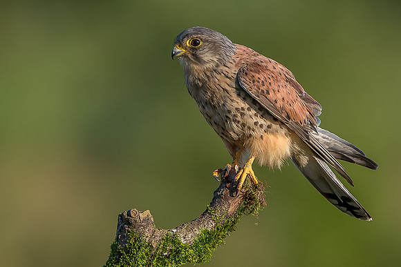 Male kestrel  Falco tinnunculus
