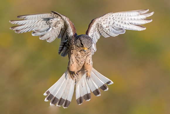 Male kestrel  Falco tinnunculus